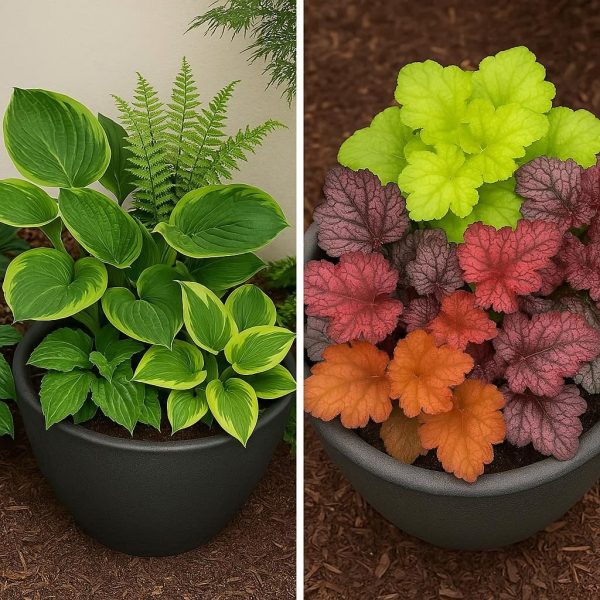 Best Plants for Shady Container Gardens: Tips and Inspiration