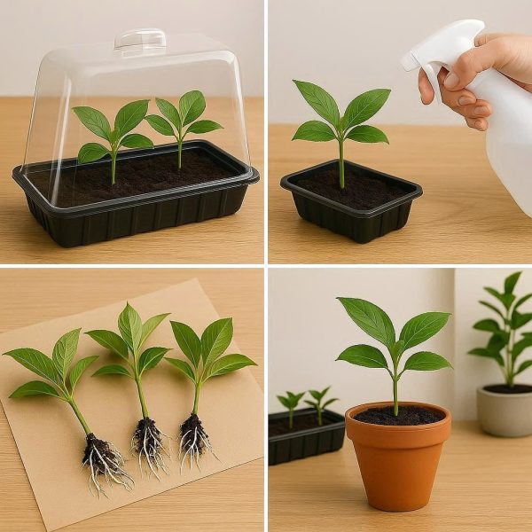 How to Propagate Plants from Cuttings Easily: Step-by-Step Guide